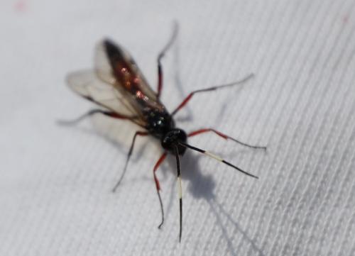 Cryptinae